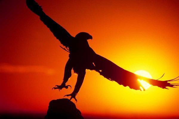 CO, A falconers golden eagle takes flight